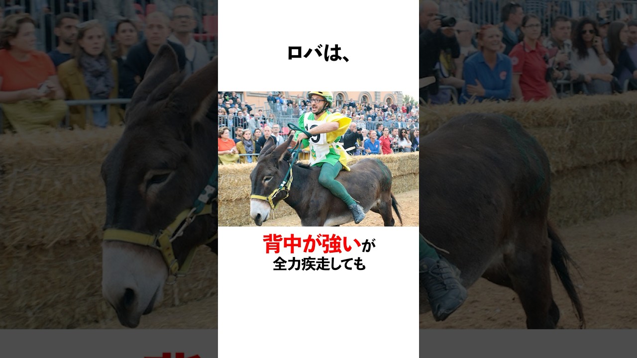 ロバやシマウマが、競馬に出れない理由が面白い。