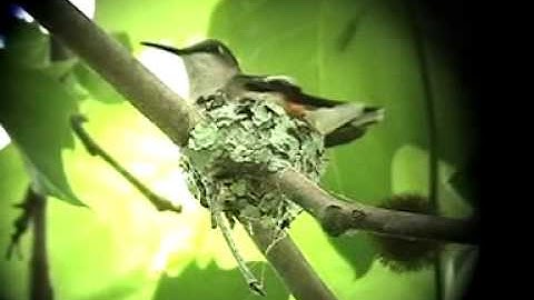 Ruby-throated Hummingbird Nest Building