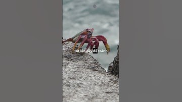 Cua leo cây: Bí mật của tự nhiên! #tongsangtv #tstv #shorts