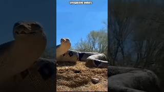 big snake in zoo? #shorts #ytshorts #viral