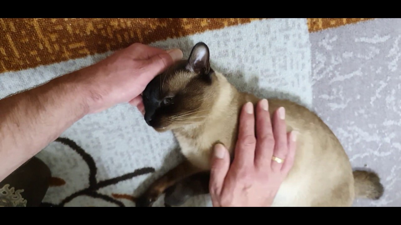 Котоблог дзен