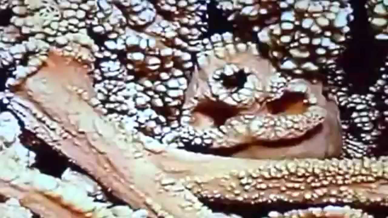 Approfondimento. L'uomo di Altamura