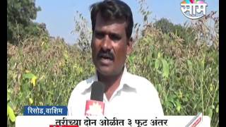 #Agrowon: Success Story of Jaganath Sarkate of Tur Farming in Haral, Washim