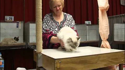 Watch the video about Blue tabby point Birman CzechMate at his first show