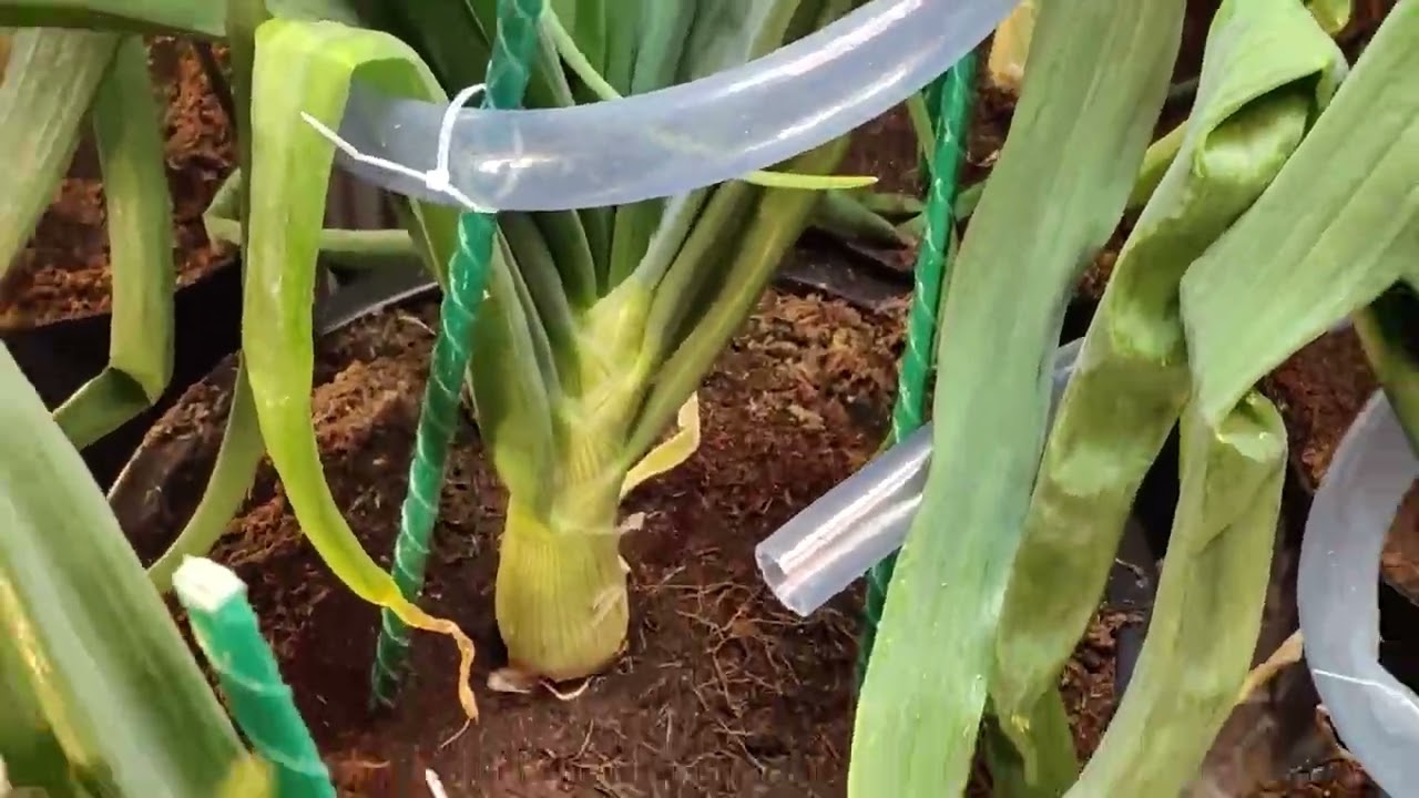 Обзор гигантского лука 01.03.2025