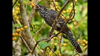 Female Asian Koel In Lingambudhi Lake Mysore screenshot 5