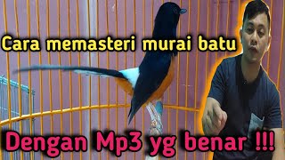 Cara memasterakan murai batu dengan mp3 yg benar !!!