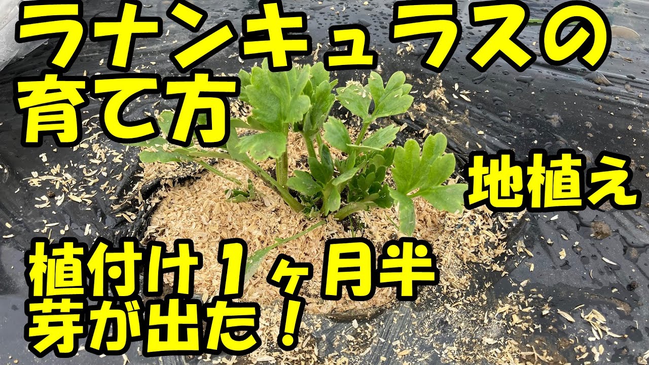 How to grow ranunculus in winter. - YouTube