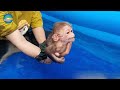 Kobi monkey funny swimming lessons with mom