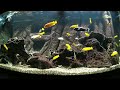 fish time lapse