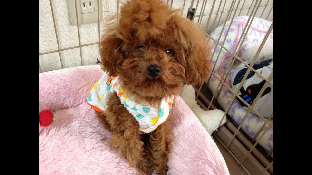 【トイプードル】小さな声で泣いているのが聞こえますか？ 犬山玉姬