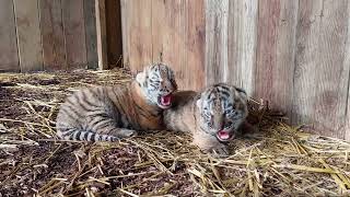 Amurtigerungar födda på Nordens Ark