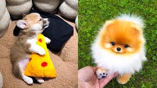 Baby Dogs - Cute and Funny Dog Videos Compilation #33 | Aww Animals