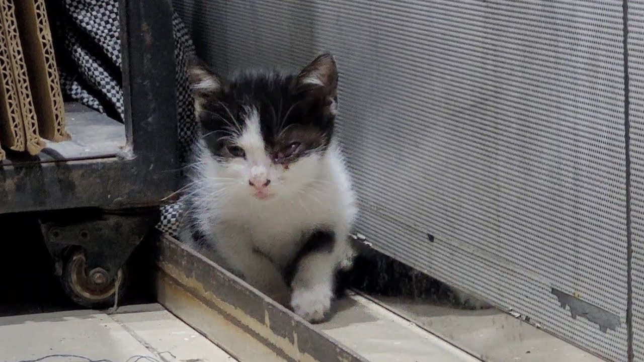 Little Warrior with a Hurt Eye | Rescue Kitten with Injured Eye