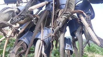 Đi Bẫy Con Dông Cát.Dông dính  liên tục.sướng tay.