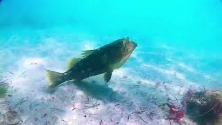 Friendly Sea Bass