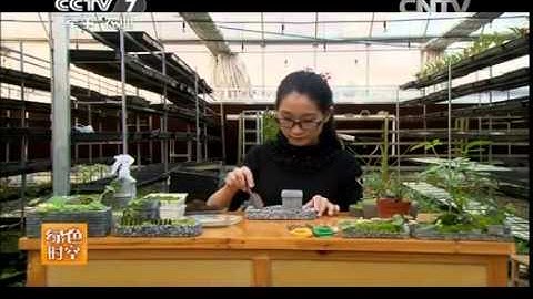 20150105 绿色时空 用苔藓玩出时尚“植物小世界” - 天天要闻