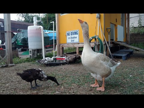 Βίντεο: Top Duck Ponds στην Οκλαχόμα Σίτι