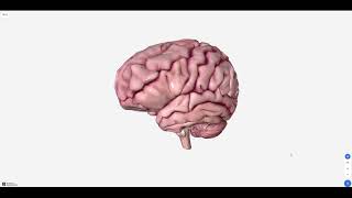 Introduction to Biodigital Human