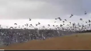 1Million Pigeon Racing Released at 1000Km