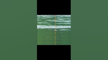 Nhịp phao cá mè ăn mồi ở hồ tự nhiên