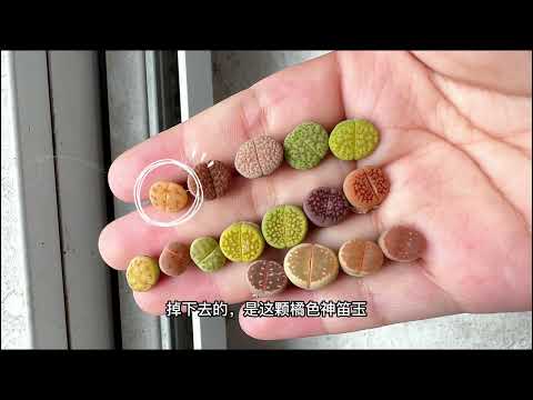 没掉下水道的生石花上盆｜沉浸式上盆
