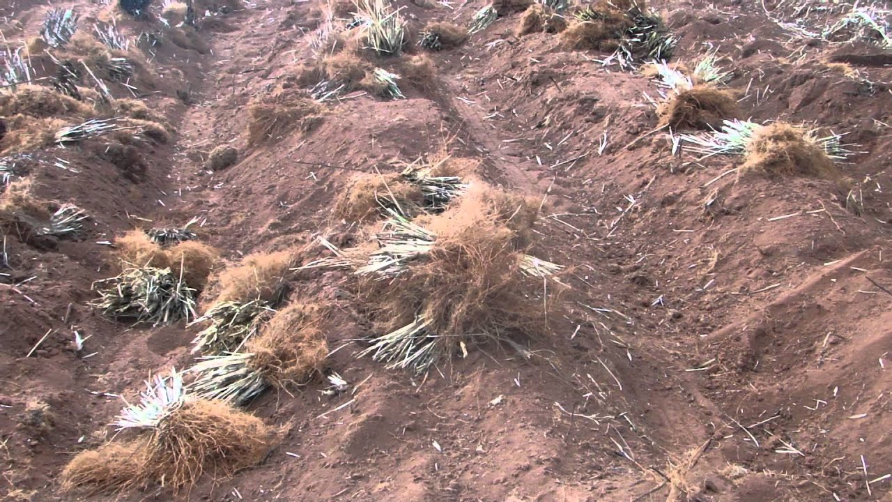 VETIVER HARVEST IN PARAGUAY YouTube