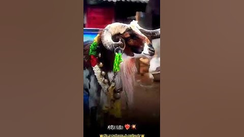 #sanda kida payaluga koduram