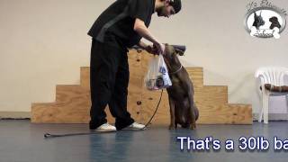 K9 Etiquette School - Soft Mouth Retrieval & Assistance screenshot 5