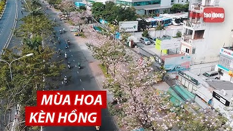 Ngắm hoa kèn hồng rực rỡ từ trên cao | NLĐO