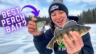 Best Ice Fishing Bait for BIG Perch