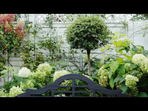 Serene White Garden Design: Timeless Outdoor Elegance with Hydrangeas by Willow Alexander Gardens
