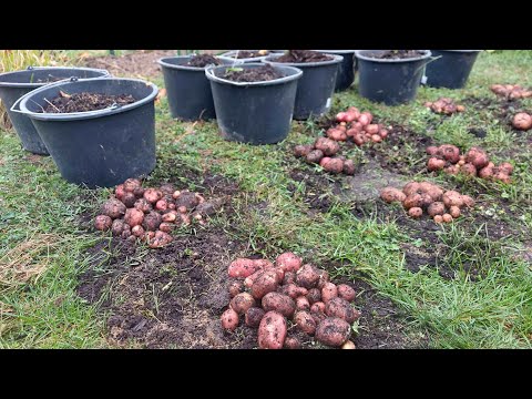 Video: Zber zemiakov: Ako a kedy vykopať zemiaky