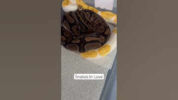 Snakes in Love - My Ball Pythons May Have Locked #snakes #ballpython #lock #breedingseason #love