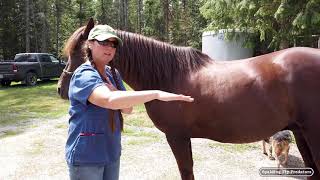 Pre Purchase Examinations Help Protect Horse Buyers Investment with Veterinarian Dr. Jenni Grimmett