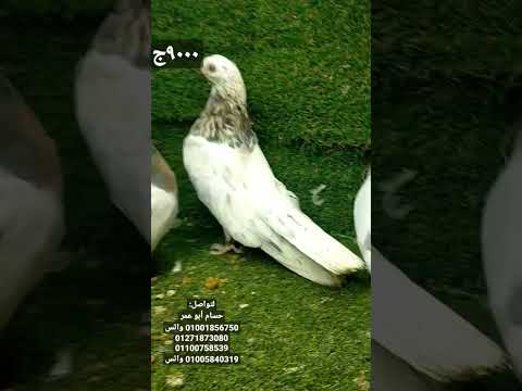 ٩ حمامات صوافة للبيع التفاصيل داخل الفيديو وربنا يبارك لصاحب النصيب مزرعة حسام أبو عمر 