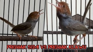 Beda Lagu Beda Gaya, Tes Mental Prenjak Semi Vs Prenjak Klawu