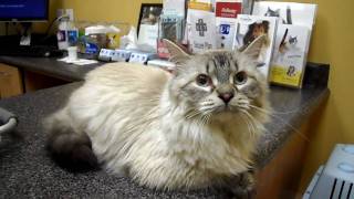 Kato At The Vet.mp4
