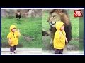 Lion Attempts To Attack Small Child In Zoo, Slams Headfirst Into Glass