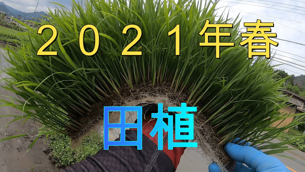 田植初体験 - YouTube