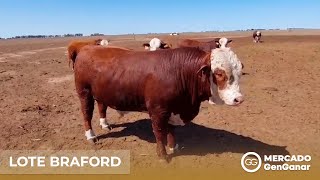 Vídeo: Lote de toros Braford