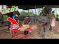 พิชซ่าช้างเคยเห็นมั้ย Have you ever seen an elephant pizza? [FADSIAM]