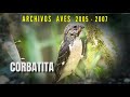 CORBATITA - Archivos Aves 2005 - 2007