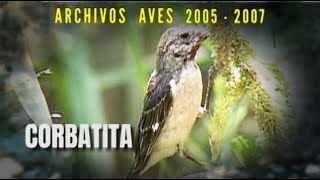 CORBATITA - Archivos Aves 2005 - 2007