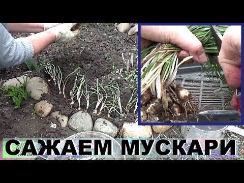 Video: Мускари - бул эч кандай көйгөй болбойт