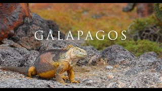 Galapagos Wildlife Adventure