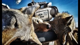 16 coyotes in 1 day including a coyote biting the call!! The Last Stand S2  E6