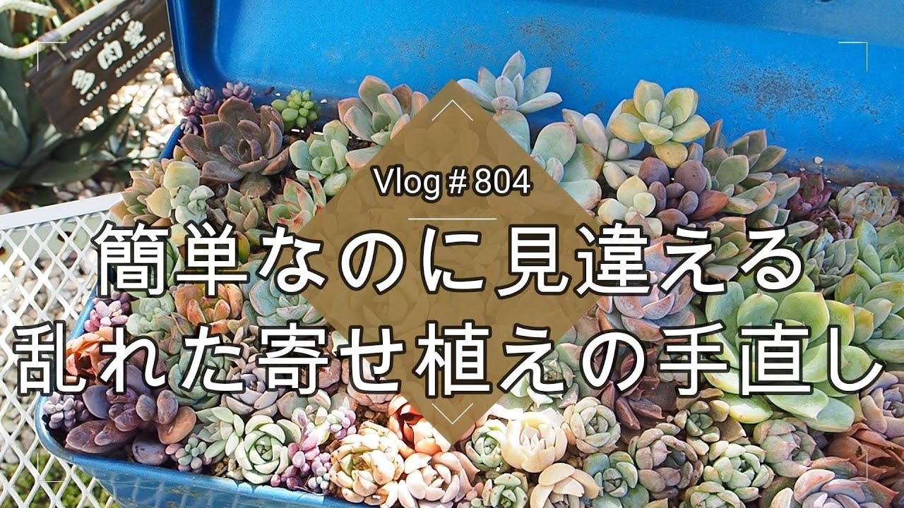 Vlog 804] [Succulents] Simple but completely different ✨ Fixing a
