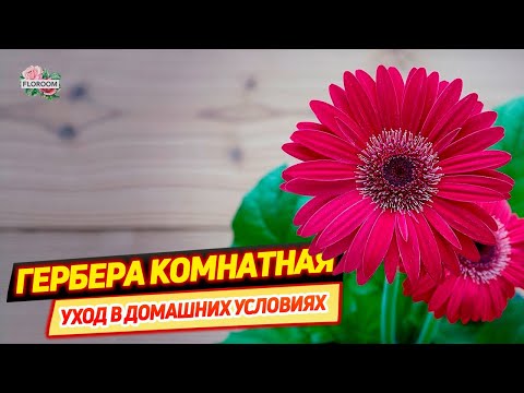 Трансваальская ромашка или гербера комнатная: уход в домашних условиях