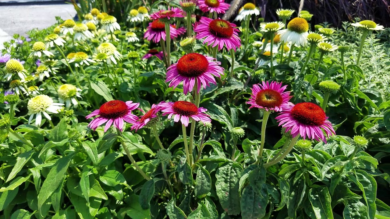Echinacea Green Eyes (Coneflower)